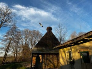 Storch vom Grundstück
