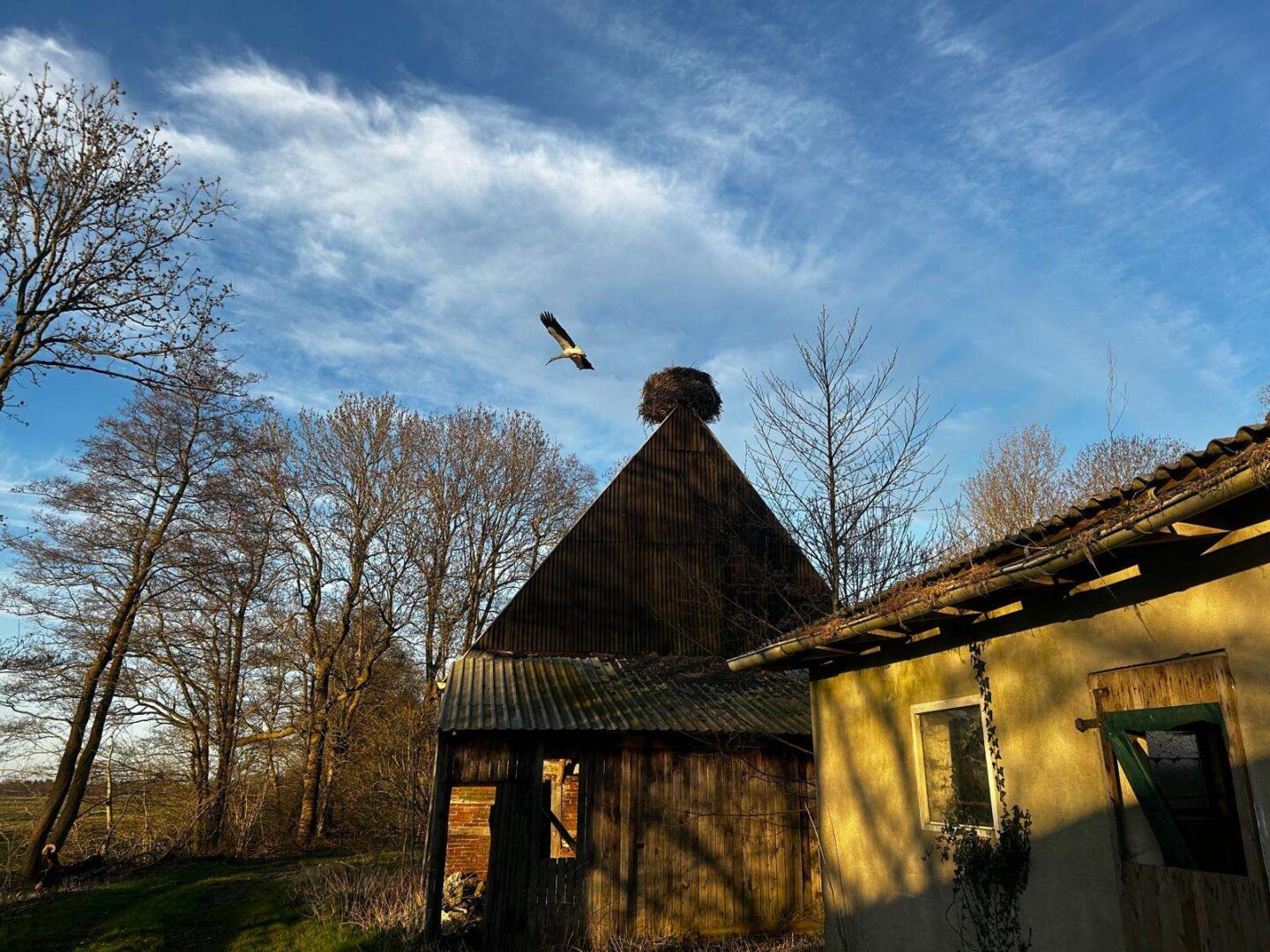 Storch vom Grundstück