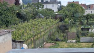 Blick auf eigenen Weinberg