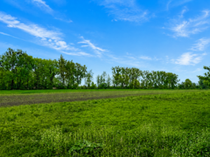 Blick ins Grüne