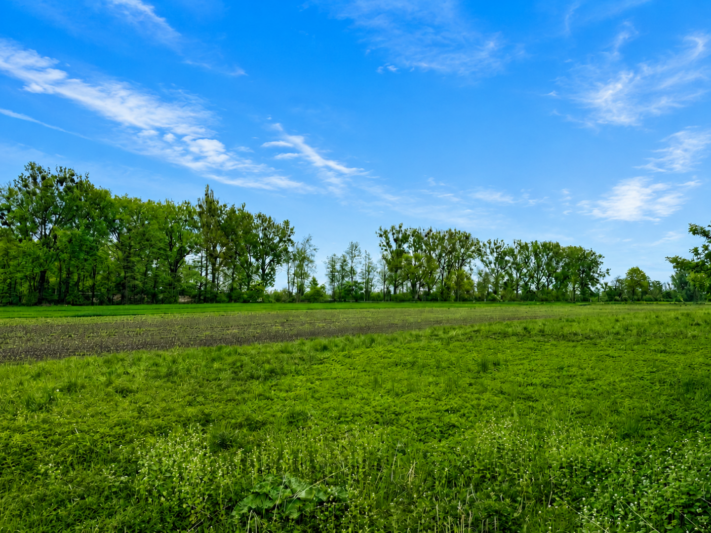 Blick ins Grüne