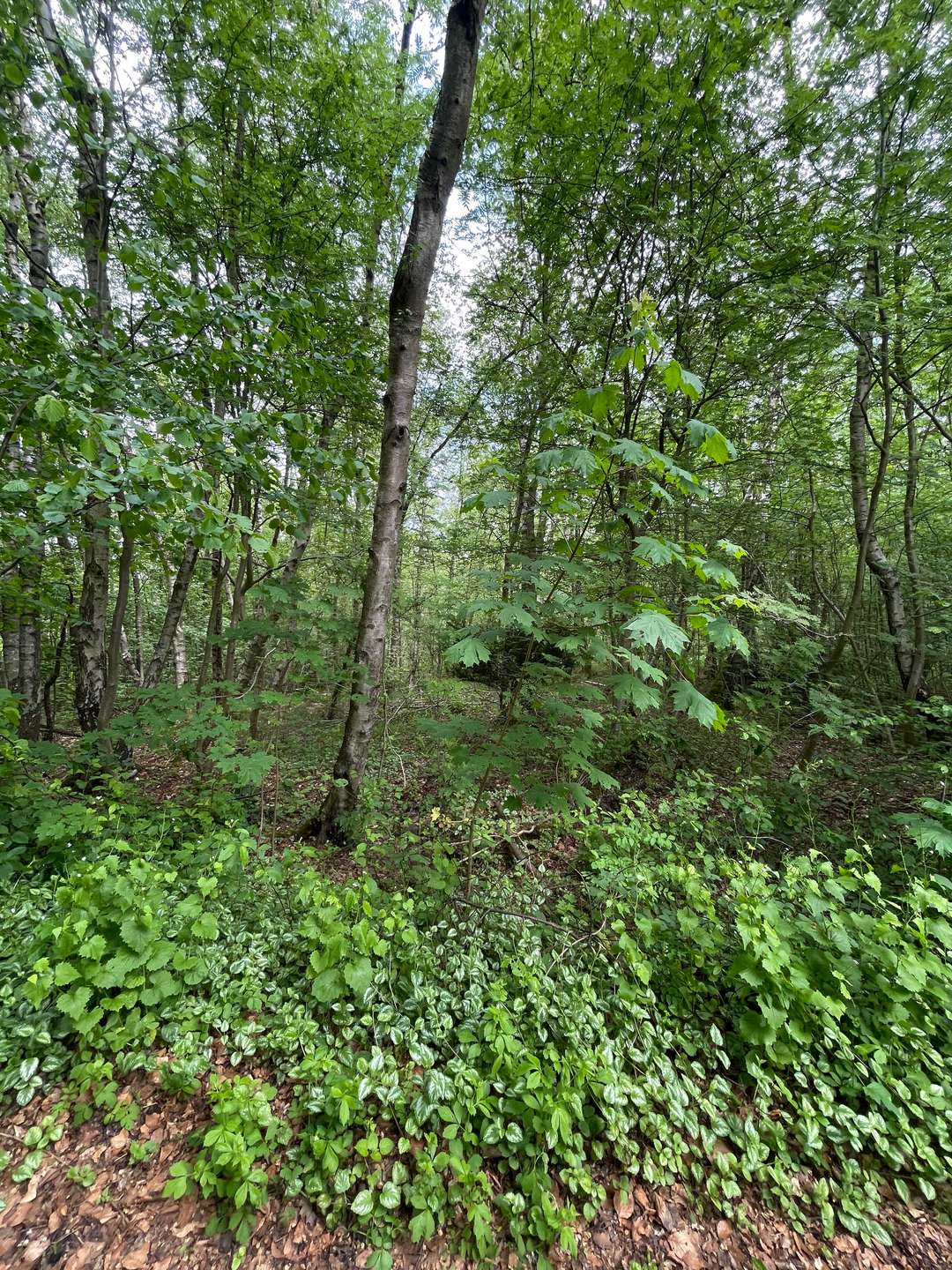 Waldgrundstück