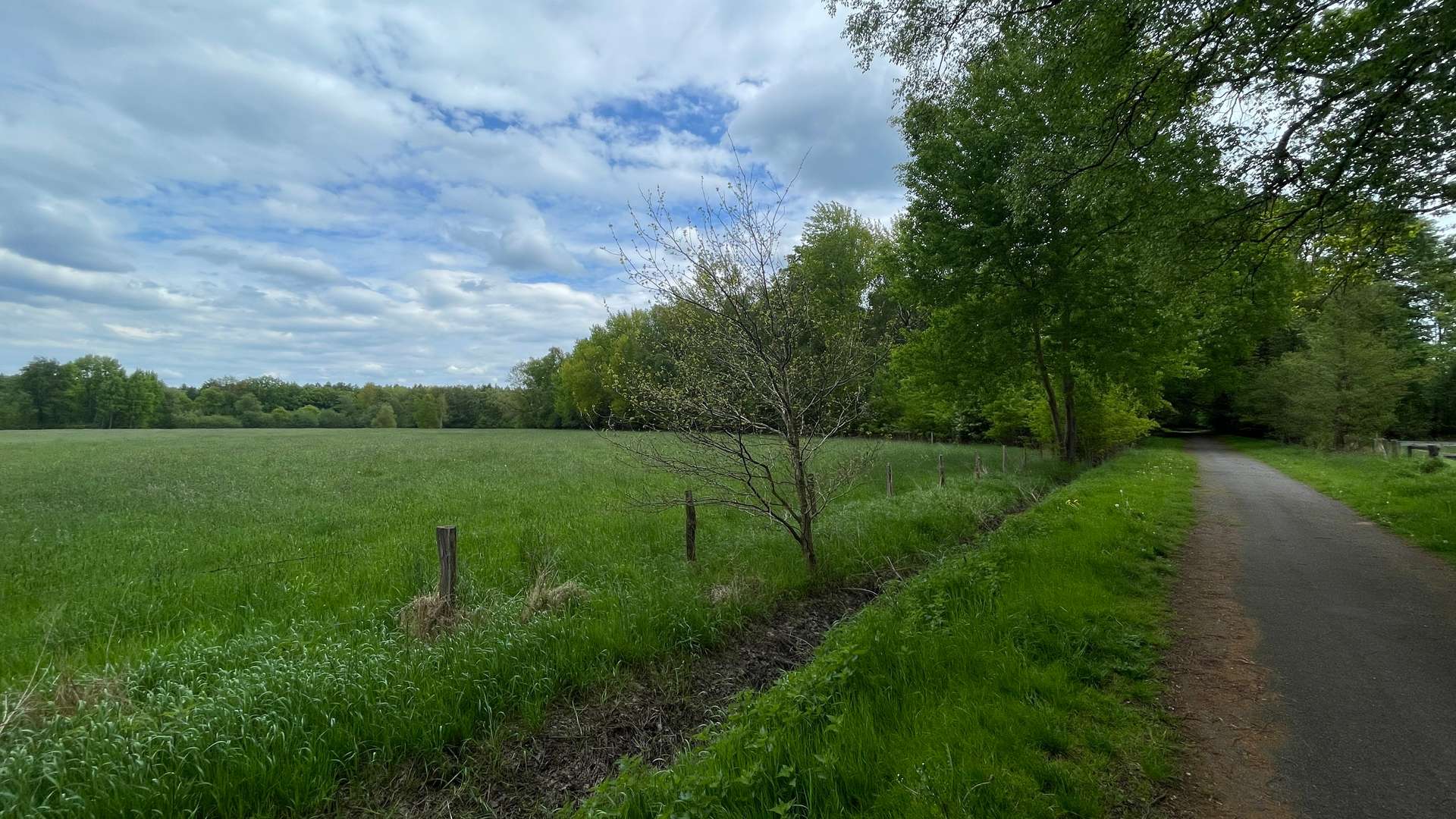 Ansicht Wald