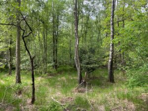 Waldgrundstück