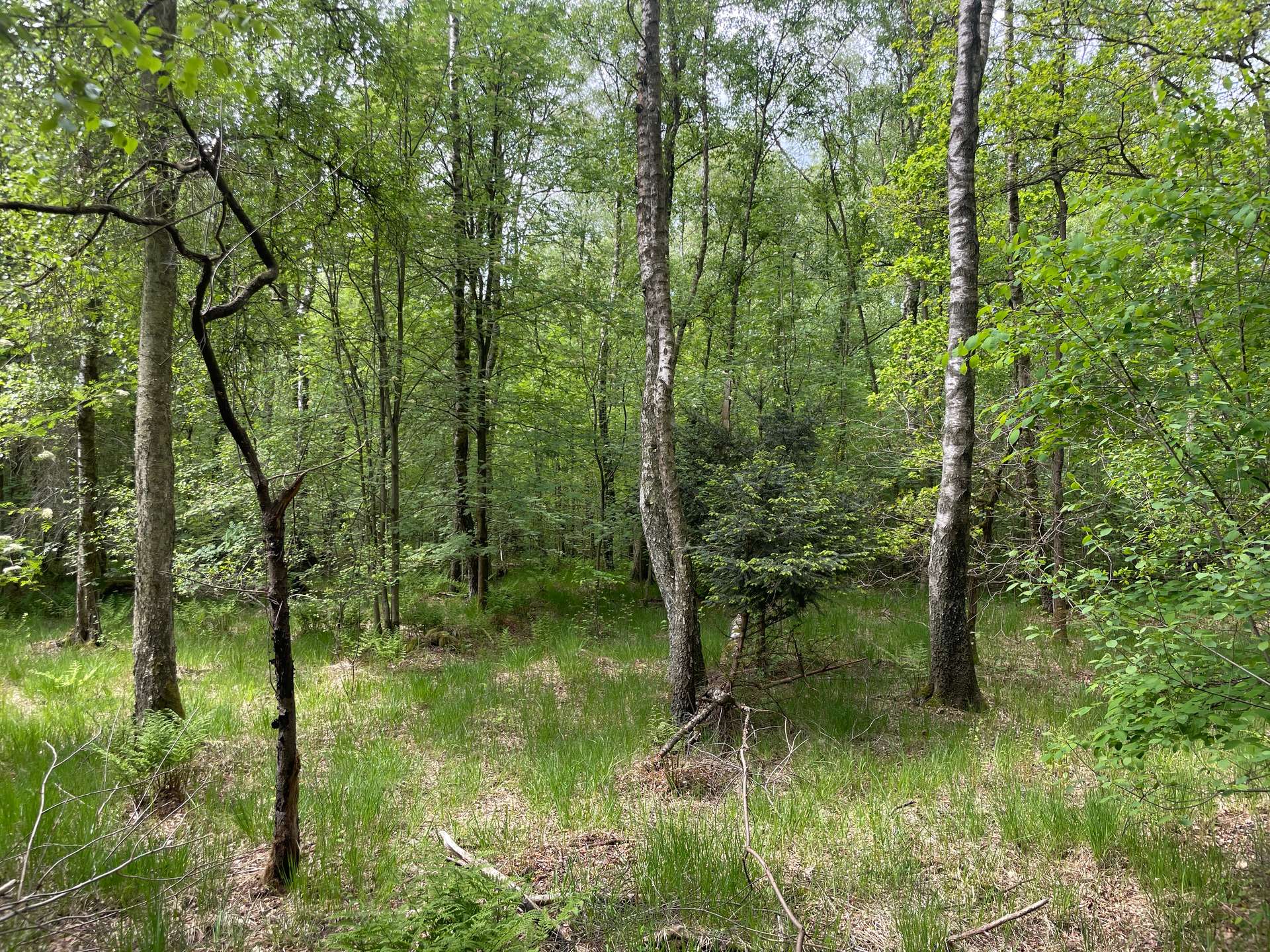 Waldgrundstück