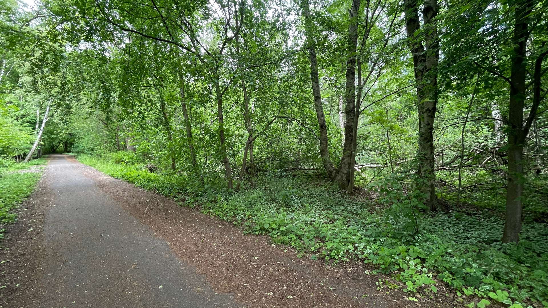 Waldgrundstück