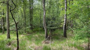 Waldgrundstück