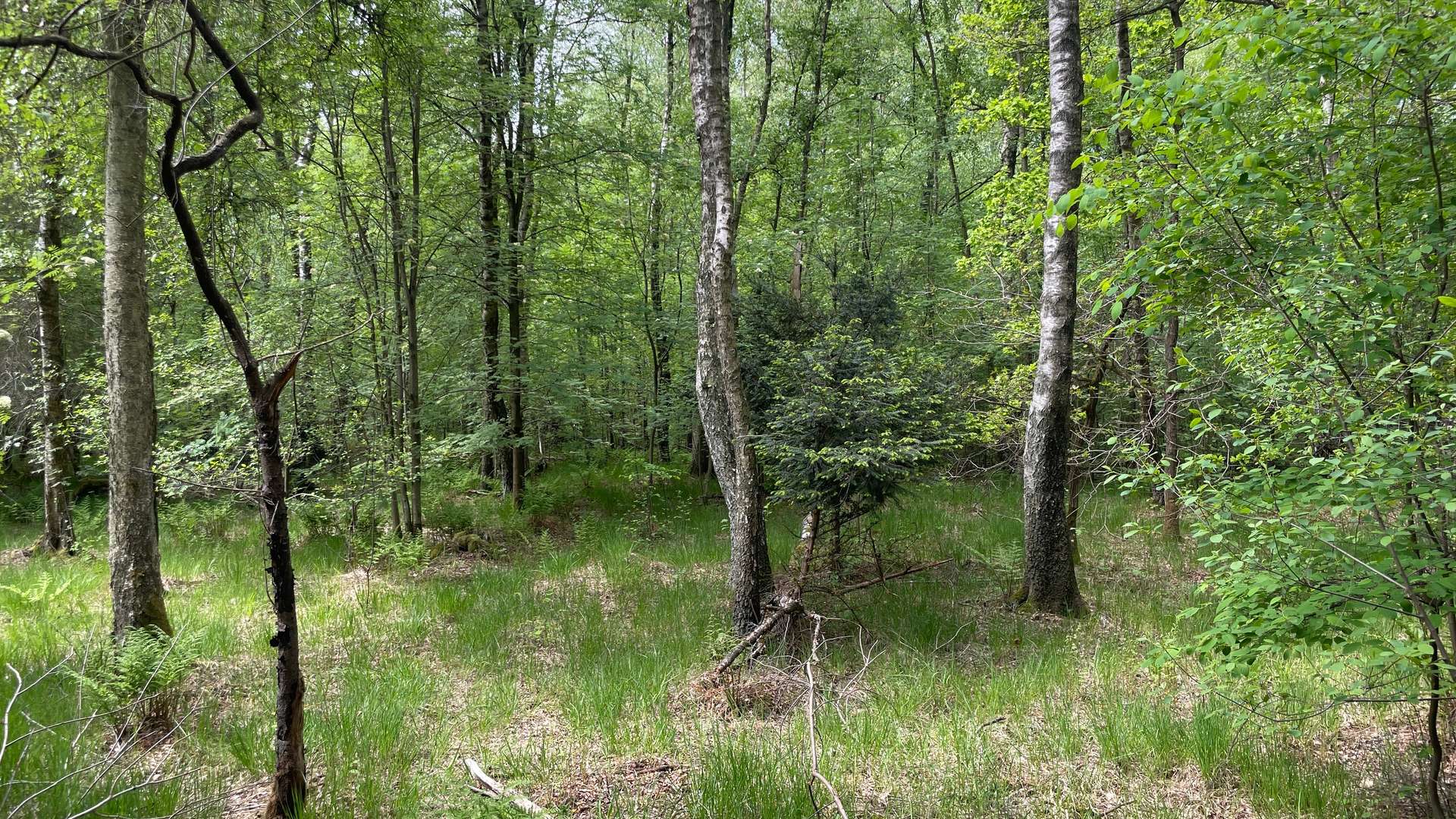 Waldgrundstück