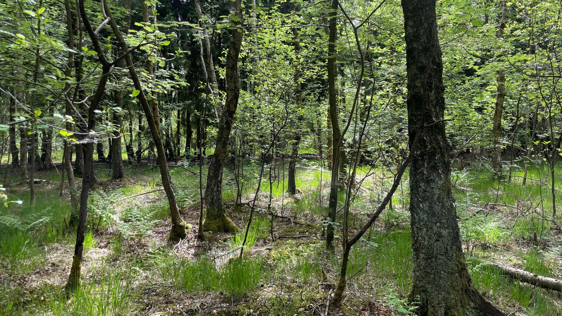 Waldgrundstück