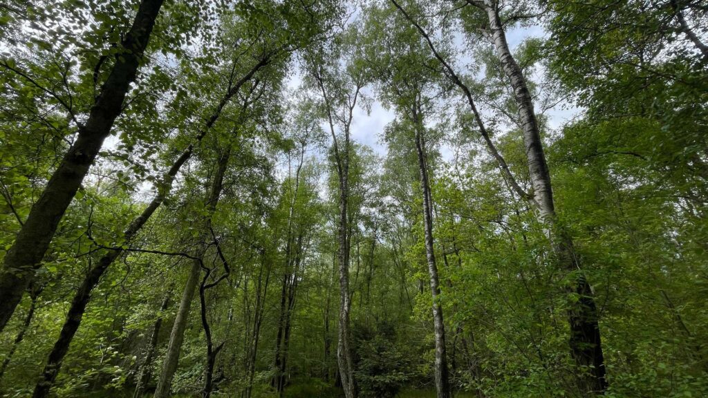 Waldgrundstück
