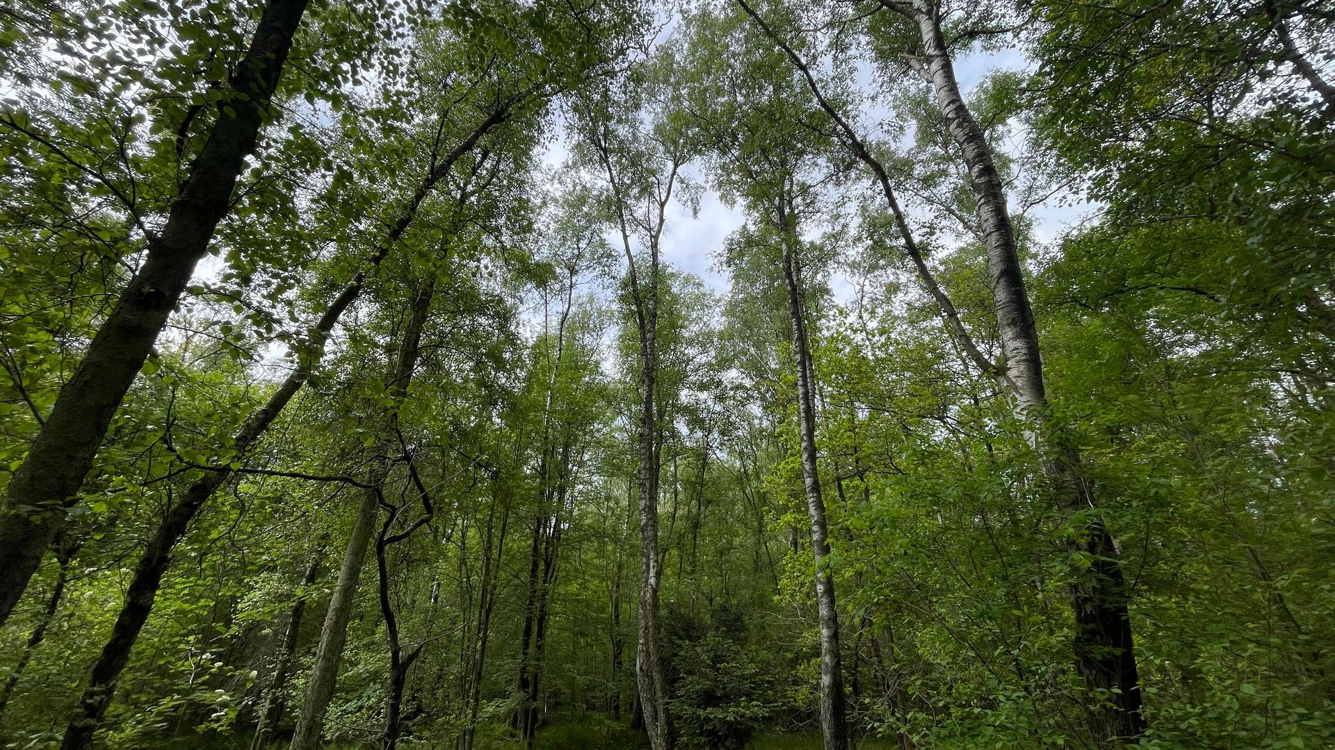 Waldgrundstück