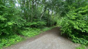 Weg zum Wald