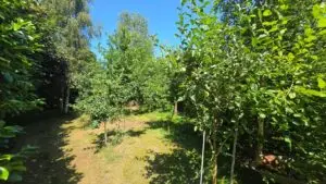 Obstplantage und 2. Grundstück