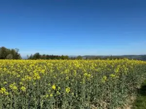 Blumenwiese