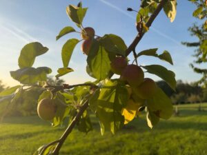 Obstgarten