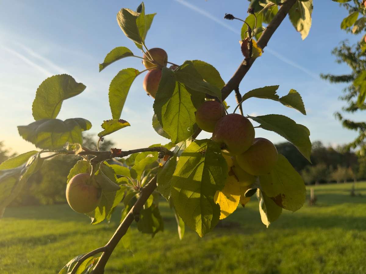 Obstgarten